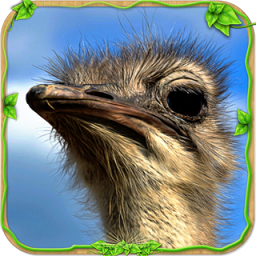 愤怒的鸵鸟模拟器旧版本